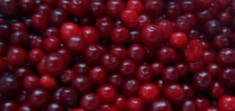 Organic IQF Sour Cherry
